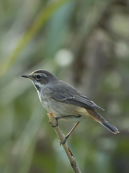 Sinirinta, Bluethroat, Luscinia svecica